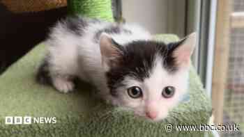 The cat crisis threatening to overwhelm Birmingham's rescuers