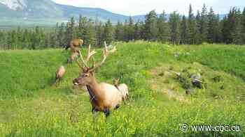 Huge wildlife corridor project is 1st Canadian finalist for Earthshot Prize