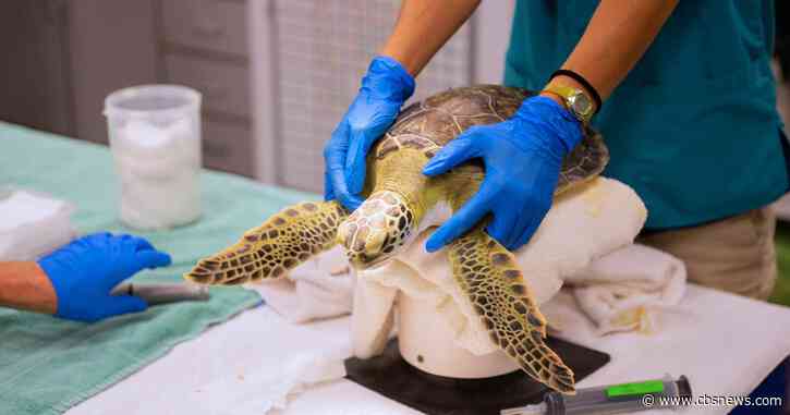 University of Georgia researchers discover 7 new viruses in threatened sea turtle populations