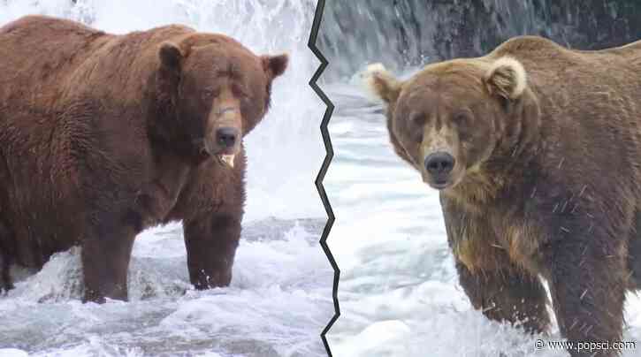 The Fat Bear Week 2026 bracket is here and chunkier than ever