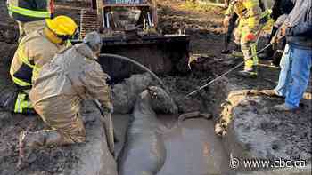 No horseplay by the hole: Crews rescue horse stuck in mud pit near Melfort, Sask.