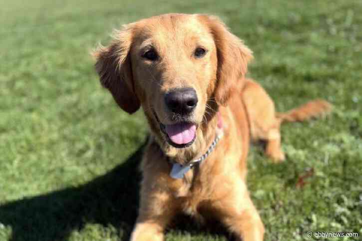 Golden retriever stolen from secure backyard on Vancouver Island