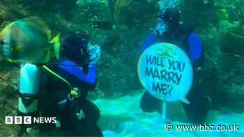 Watch: Couple get engaged in a shark tank