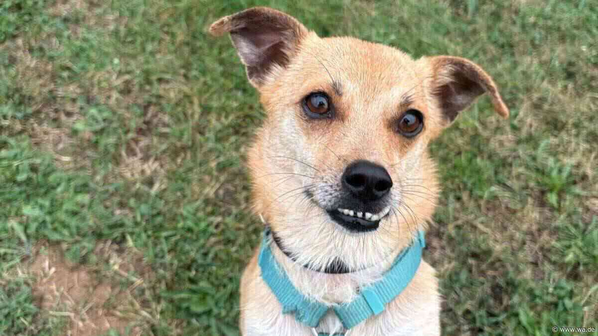 Nala wartet „ganz still auf ihren Moment“: Hündin trägt Narben aus ihrem alten Leben davon