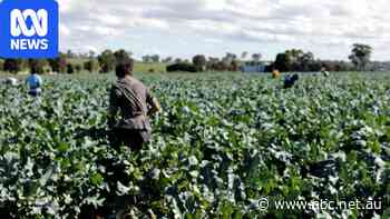 Farmers warn of food security impact from visa changes