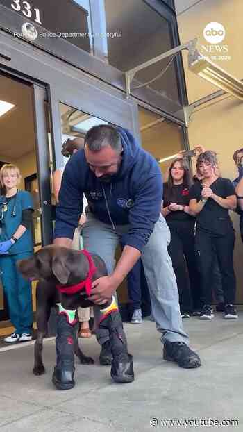 Injured police K9 receives applause as he leaves hospital