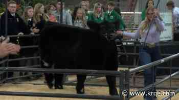 Kids from across New Mexico make sales at state fair's junior livestock sale
