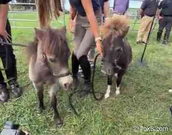 Meet Valor and Grace, Cleveland police’s new ponies