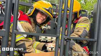 Cat rescued by firefighters after five days in tree