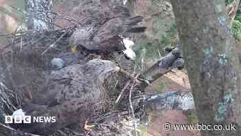 White-tailed eagle chicks fledge for fourth year