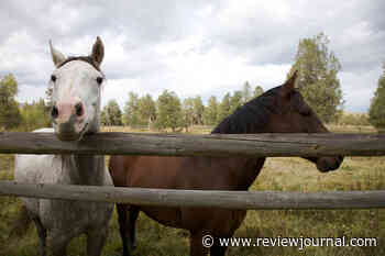 Woman sues Nevada agriculture officer over 2nd horse-feeding arrest