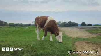 Road closure was delayed 'because of grazing cows'
