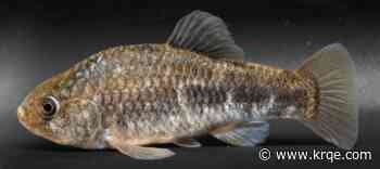 Lawsuit against federal government pushes for protections of Pecos Pupfish