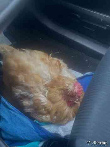 Queenie the chicken has been found