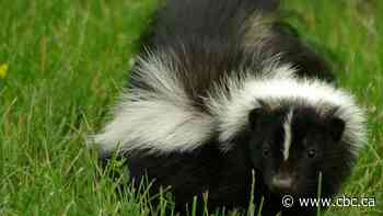 Multiple people treated after rabies found in skunk in Kootenay Lake region of B.C.