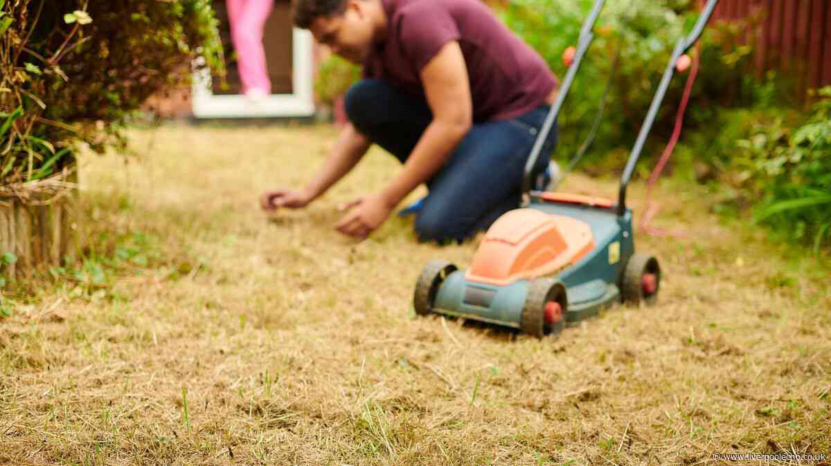 Lawns will revive and return to health with 1 key step before autumn arrives