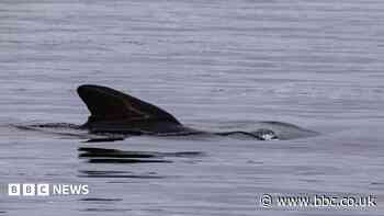 Whale pod spotted in Thames is 'highly unusual'