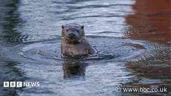 Otter's death sparks warning over illegal traps