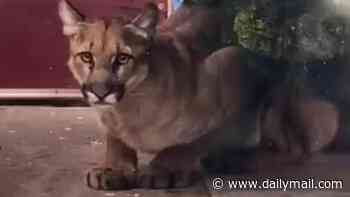 Mountain LION sparks chaos on busy residential San Francisco street as cops fumble bid to catch it