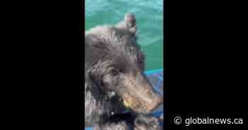 B.C. family rescues exhausted baby bear swimming in Okanagan Lake