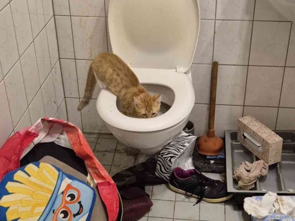 Animal Hoarding: Fast täglich ein Fall in Deutschland