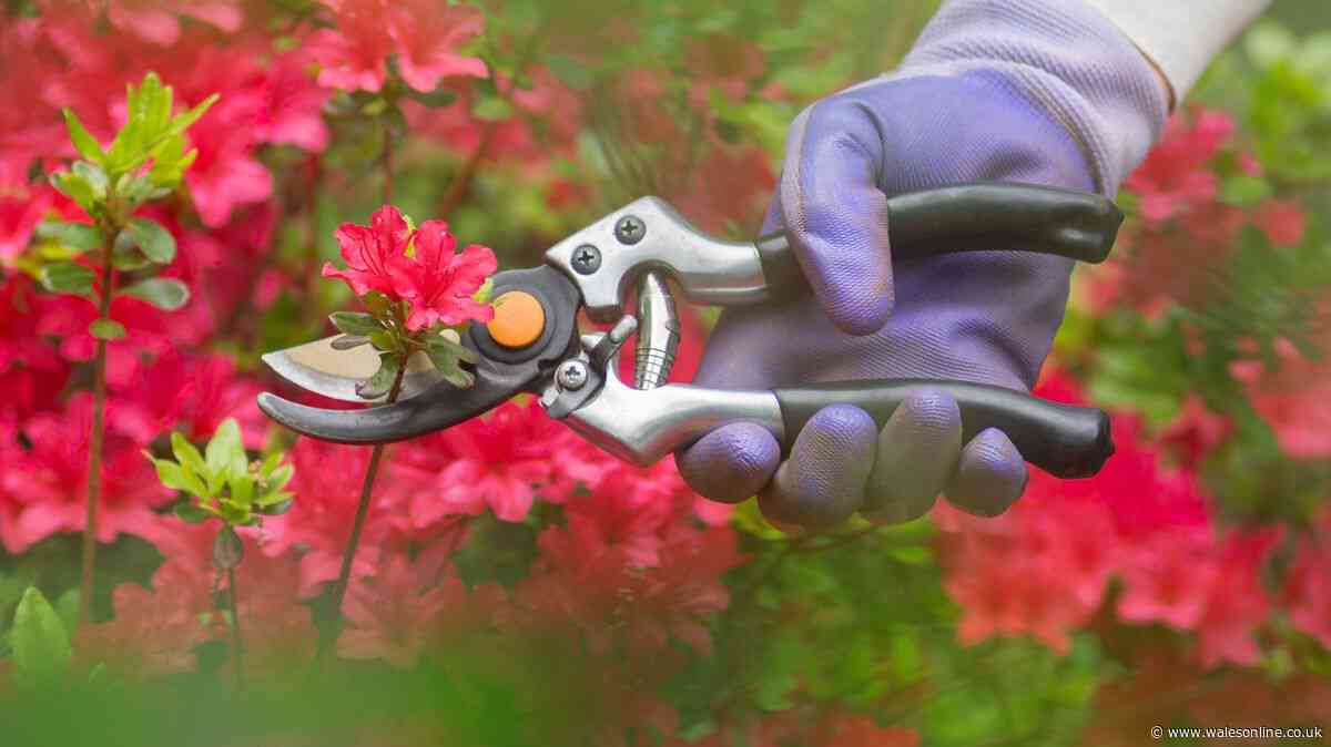 Gardener warns against pruning 8 plants in September to protect spring blooms