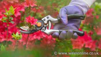 Gardener warns against pruning 8 plants in September to protect spring blooms