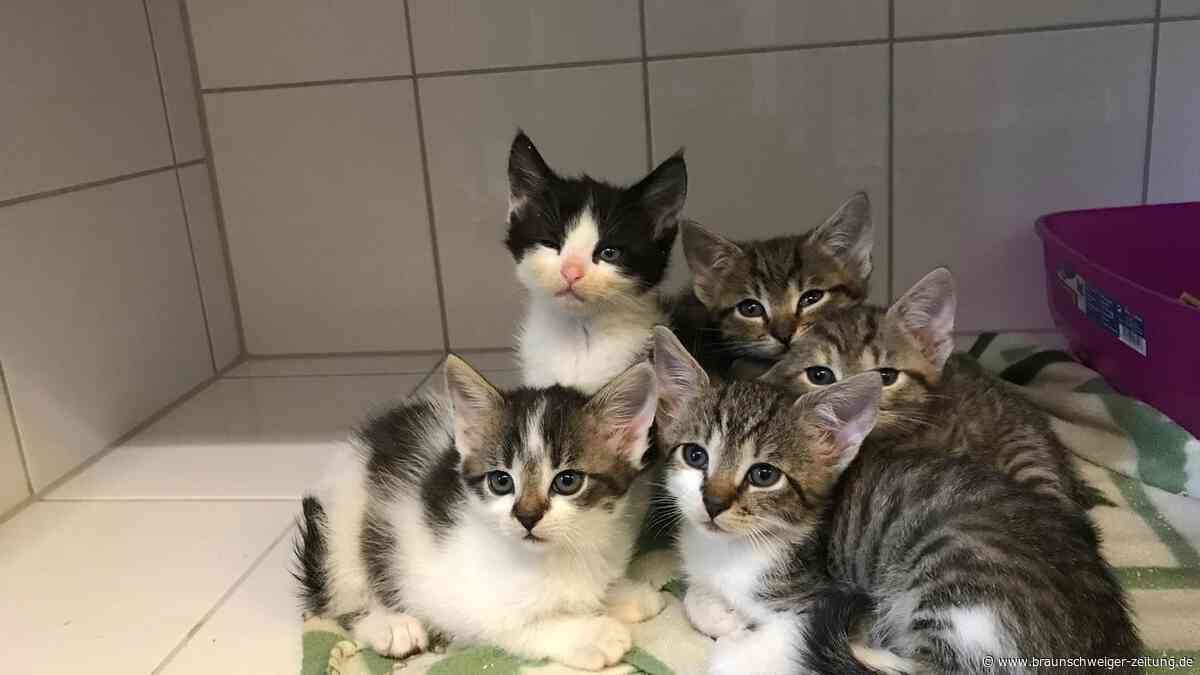 Katzen-Andrang in Peine: 85 Kitten suchen ein Zuhause
