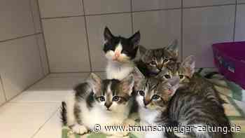Katzen-Andrang in Peine: 85 Kitten suchen ein Zuhause