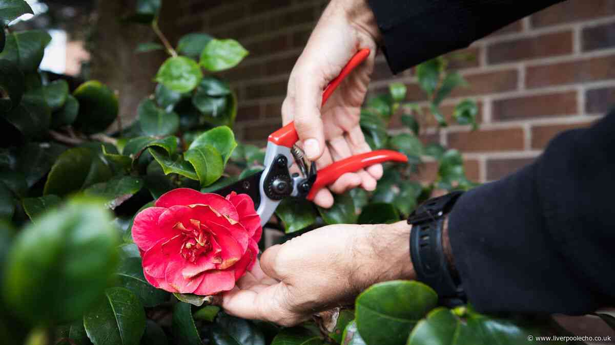 Eight plants you should never prune in September or risk a 'disappointed' spring display