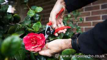 Eight plants you should never prune in September or risk a 'disappointed' spring display