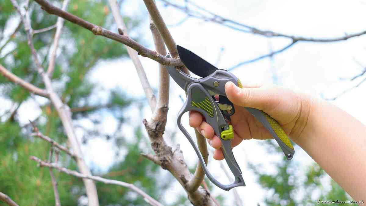 Legal rights on cutting overhanging branches of a neighbour's tree in Wales and England explained by lawyer
