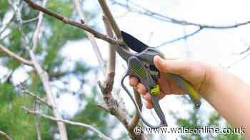Legal rights on cutting overhanging branches of a neighbour's tree in Wales and England explained by lawyer