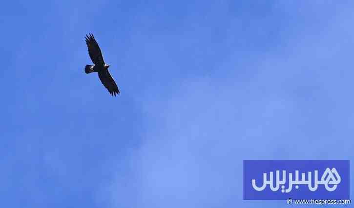 دراسة تستكشف وضعية وتكاثر "العُقاب الذهبي" &#