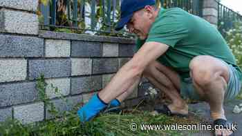 Garden jobs 'to get done now' while weather is still warm