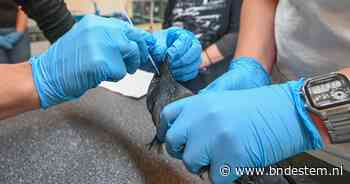 Steeds meer vogels met westnijlvirus: ‘Dit baart ons grote zorgen’