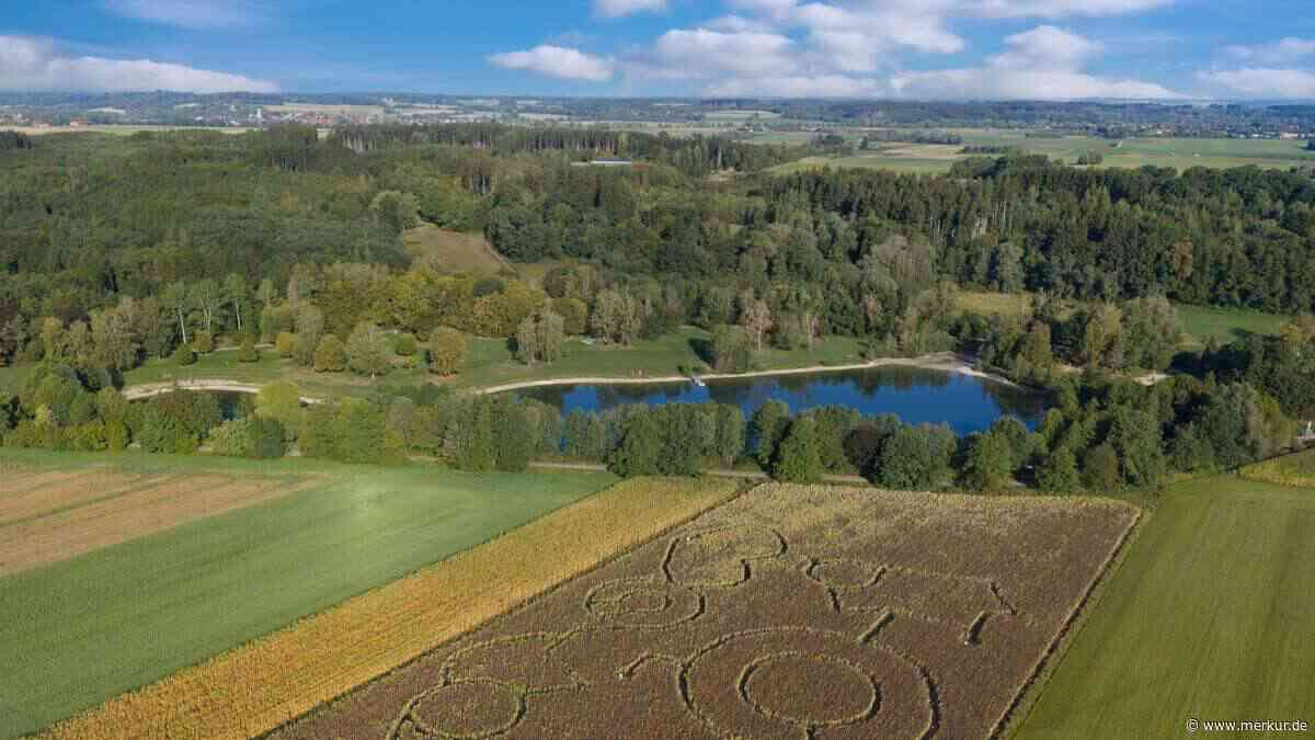 Sonnenblumenlabyrinth Germering kommt 2027 zurück – vielleicht mit neuem Motiv
