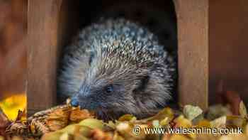 Key food item you can leave out to attract hedgehogs to your garden