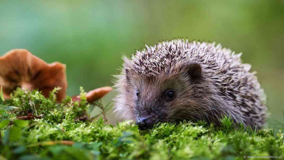 Attract hedgehogs to your garden this autumn by leaving out one item of food