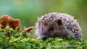 Attract hedgehogs to your garden this autumn by leaving out one item of food