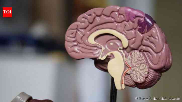 Brain is two separate organs? Stanford scientists track two cell lineages in new study