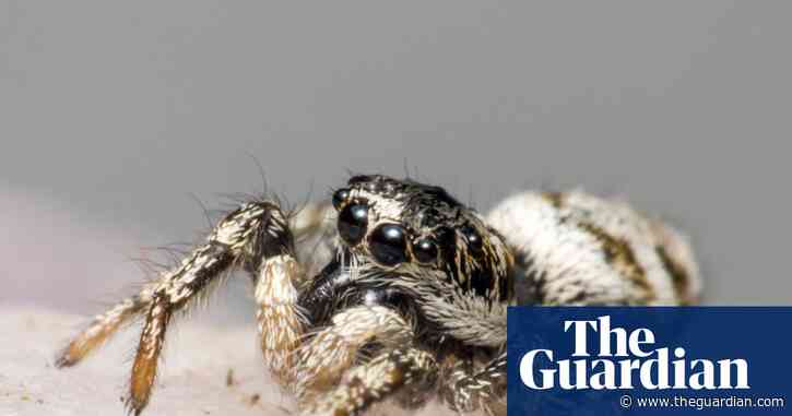 Spider season! Ten species you’ll see scuttling across Britain’s carpets and lawns this autumn