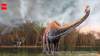 Fourteen tail vertebrae found in Spain replaces North America as the only Diplodocus site