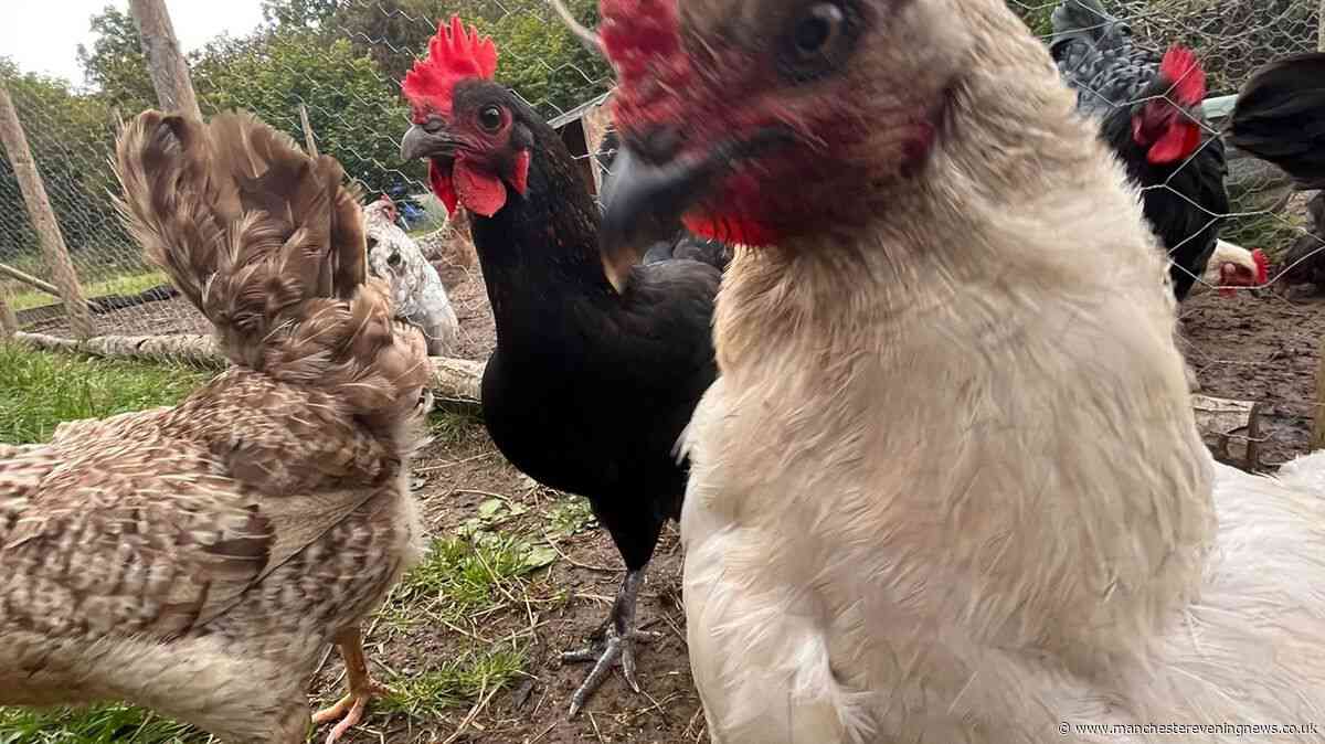 The Yorkshire campsite with chickens and award-winning toilets that's the perfect alternative to a night under canvas