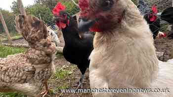 The Yorkshire campsite with chickens and award-winning toilets that's the perfect alternative to a night under canvas