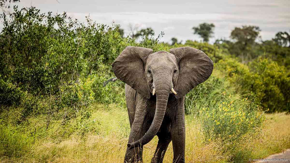 Grandfather killed by elephant while trying to save grandson from being trampled