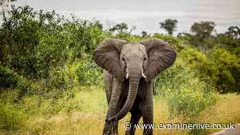 Grandfather killed by elephant while trying to save grandson from being trampled