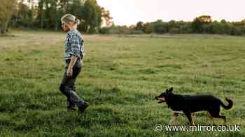Vet nurse warns dog owners of 'autumn risk' which can attack pet's gut and nervous system