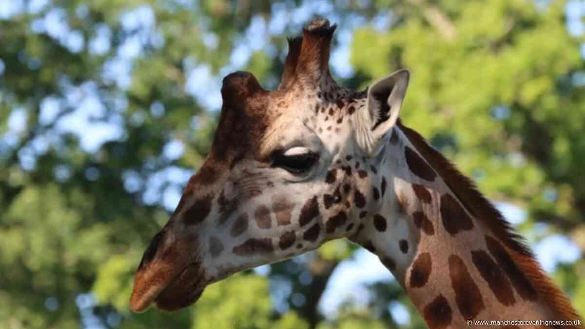 How to get £1 Knowsley Safari Park tickets in September and October