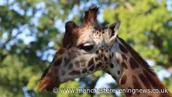 How to get £1 Knowsley Safari Park tickets in September and October